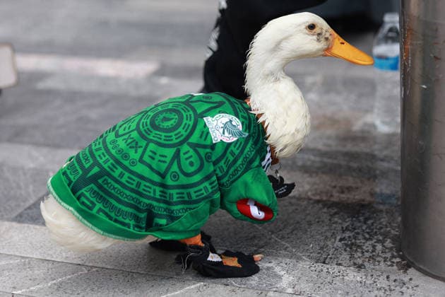 Merlin the duck, the unofficial mascot of the Mexican national team, Nationalteam MEXICO CITY, MEXICO - JUNE 16: Merlin the duck, wearing a Mexico national team jersey, walks alongside his owners outside the Palacio de Bellas Artes, in Mexico City, Mexico on June 16, 2026. Karla Gomez and her son Christian own Merlin, a duck that has gone viral on social media after appearing during celebrations by Mexican fans. The duck is often seen wearing a Mexico national team jersey and has been adopted by the public as an unofficial mascot of the Mexican team. Daniel Cardenas Anadolu Mexico City Mexico. Editorial use only. Please get in touch for any other usage.  Copyright: x2026xAnadoluxDanielxCardenasx