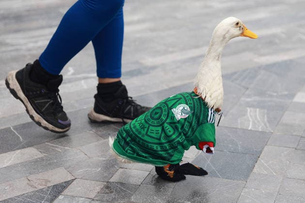 Merlin the duck, the unofficial mascot of the Mexican national team, Nationalteam MEXICO CITY, MEXICO - JUNE 16: Merlin the duck, wearing a Mexico national team jersey, walks alongside his owners outside the Palacio de Bellas Artes, in Mexico City, Mexico on June 16, 2026. Karla Gomez and her son Christian own Merlin, a duck that has gone viral on social media after appearing during celebrations by Mexican fans. The duck is often seen wearing a Mexico national team jersey and has been adopted by the public as an unofficial mascot of the Mexican team. Daniel Cardenas Anadolu Mexico City Mexico. Editorial use only. Please get in touch for any other usage.  Copyright: x2026xAnadoluxDanielxCardenasx