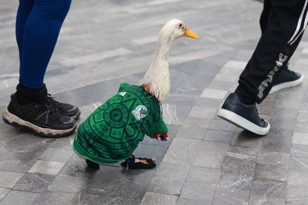 Merlin the duck, the unofficial mascot of the Mexican national team, Nationalteam MEXICO CITY, MEXICO - JUNE 16: Merlin the duck, wearing a Mexico national team jersey, walks alongside his owners outside the Palacio de Bellas Artes, in Mexico City, Mexico on June 16, 2026. Karla Gomez and her son Christian own Merlin, a duck that has gone viral on social media after appearing during celebrations by Mexican fans. The duck is often seen wearing a Mexico national team jersey and has been adopted by the public as an unofficial mascot of the Mexican team. Daniel Cardenas Anadolu Mexico City Mexico. Editorial use only. Please get in touch for any other usage.  Copyright: x2026xAnadoluxDanielxCardenasx