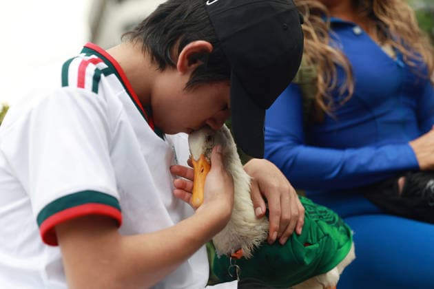 Merlin the duck, the unofficial mascot of the Mexican national team, Nationalteam MEXICO CITY, MEXICO - JUNE 16: Merlin the duck, wearing a Mexico national team jersey, is seen next to his owner Christian Gomez, outside the Palacio de Bellas Artes, in Mexico City, Mexico on June 16, 2026. Karla Gomez and her son Christian own Merlin, a duck that has gone viral on social media after appearing during celebrations by Mexican fans. The duck is often seen wearing a Mexico national team jersey and has been adopted by the public as an unofficial mascot of the Mexican team. Daniel Cardenas Anadolu Mexico City Mexico. Editorial use only. Please get in touch for any other usage.  Copyright: x2026xAnadoluxDanielxCardenasx