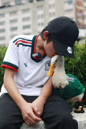 Merlin the duck, the unofficial mascot of the Mexican national team, Nationalteam MEXICO CITY, MEXICO - JUNE 16: Merlin the duck, wearing a Mexico national team jersey, is seen next to his owner Christian Gomez, outside the Palacio de Bellas Artes, in Mexico City, Mexico on June 16, 2026. Karla Gomez and her son Christian own Merlin, a duck that has gone viral on social media after appearing during celebrations by Mexican fans. The duck is often seen wearing a Mexico national team jersey and has been adopted by the public as an unofficial mascot of the Mexican team. Daniel Cardenas Anadolu Mexico City Mexico. Editorial use only. Please get in touch for any other usage.  Copyright: x2026xAnadoluxDanielxCardenasx