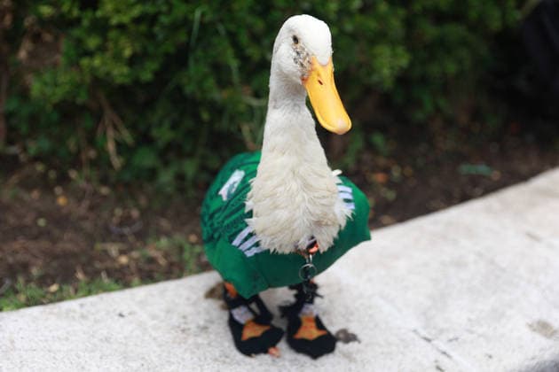 Merlin the duck, the unofficial mascot of the Mexican national team, Nationalteam MEXICO CITY, MEXICO - JUNE 16: Merlin the duck, wearing a Mexico national team jersey, is seen outside the Palacio de Bellas Artes, in Mexico City, Mexico on June 16, 2026. Karla Gomez and her son Christian own Merlin, a duck that has gone viral on social media after appearing during celebrations by Mexican fans. The duck is often seen wearing a Mexico national team jersey and has been adopted by the public as an unofficial mascot of the Mexican team. Daniel Cardenas Anadolu Mexico City Mexico. Editorial use only. Please get in touch for any other usage.  Copyright: x2026xAnadoluxDanielxCardenasx