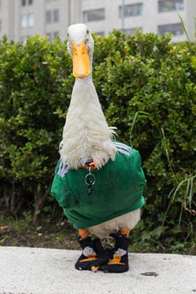 Merlin The World Cup Duck, The Unofficial Mascot Of The Mexican national team, Nationalteam Merlin the World Cup Duck, wearing the Mexican national team jersey, is seen outside the Palace of Fine Arts in Mexico City, Mexico, on June 16, 2026. Karla Gomez and her son Christian own Merlin, a duck who has gained popularity on social media after appearing at Mexican fans celebrations. The duck is often seen wearing the Mexican national team jersey, which has endeared him to the public and led to him being adopted as the team s unofficial mascot. Mexico City Mexico  Copyright: xCristianxLeyvax originalFilename:leyva-notitle260616_npR3g.jpg