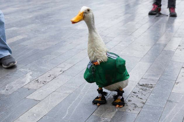 Merlin The World Cup Duck, The Unofficial Mascot Of The Mexican national team, Nationalteam Merlin the World Cup Duck, wearing the Mexican national team jersey, is seen outside the Palace of Fine Arts in Mexico City, Mexico, on June 16, 2026. Karla Gomez and her son Christian own Merlin, a duck who has gained popularity on social media after appearing at Mexican fans celebrations. The duck is often seen wearing the Mexican national team jersey, which has endeared him to the public and led to him being adopted as the team s unofficial mascot. Mexico City Mexico  Copyright: xCristianxLeyvax originalFilename:leyva-notitle260616_np0LU.jpg