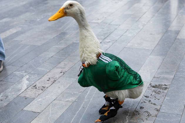 Merlin The World Cup Duck, The Unofficial Mascot Of The Mexican national team, Nationalteam Merlin the World Cup Duck, wearing the Mexican national team jersey, is seen outside the Palace of Fine Arts in Mexico City, Mexico, on June 16, 2026. Karla Gomez and her son Christian own Merlin, a duck who has gained popularity on social media after appearing at Mexican fans celebrations. The duck is often seen wearing the Mexican national team jersey, which has endeared him to the public and led to him being adopted as the team s unofficial mascot. Mexico City Mexico  Copyright: xCristianxLeyvax originalFilename:leyva-notitle260616_npdBr.jpg