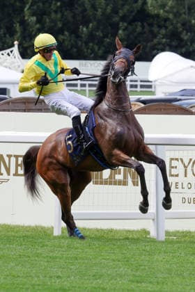 17.06.2026, Ascot, Windsor, GBR - Celtic Dispute bucks with Christophe Soumillon on the way to the start. Ascot racecourse. (Pferd, Jockey, Celtic Dispute, Soumillon, bocken, steigen, buckeln, Aufgalopp) 260617D530ROYAL_ASCOT.JPG