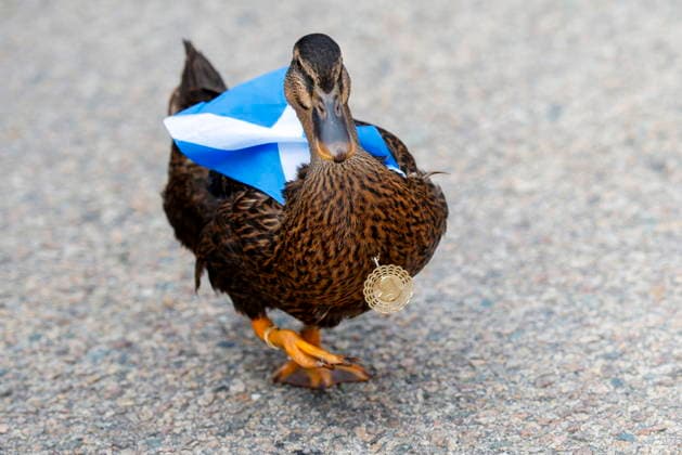 The Scotland fans Tartan Army march to support their team during the 2026 FIFA World Cup, WM, Weltmeisterschaft, Fussball Dawn the Duck wears a flag of Scotland during the Tartan Army Downtown March in Providence, Rhode Island, USA, 18 June 2026. Scotland takes on Morocco in a Group C match 19 June at Boston Stadium. PROVIDENCE RHODE ISLAND USA  Copyright: xGREGxM.xCOOPERx