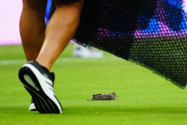A bird on the pitch ahead of kick-off Scotland v Brazil, 2026 FIFA World Cup, WM, Weltmeisterschaft, Fussball Group C, Football, Miami Stadium, Miami, Florida, USA - 24 Jun 2026Miami Miami Stadium Florida (FL) United States of America EDITORIAL USE ONLY No use with unauthorised audio, video, data, fixture lists, club league logos or live services. Online in-match use limited to 120 images, no video emulation. No use in betting, games or single club league player publications.  Copyright: xJavierxGarcia Shutterstockx 16956030ad