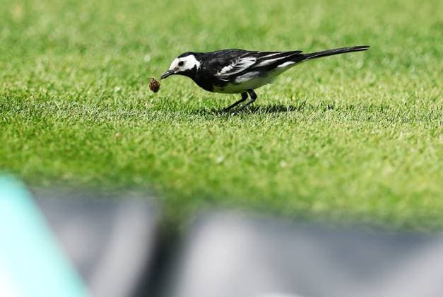 A wagtail bird feeds near the boundary during the match England v New Zealand, Third Test, Day One, Rothesay Test Match Series, Cricket, Trent Bridge, Nottingham, UK - 25 Jun 2026Nottingham Trent Bridge United Kingdom EDITORIAL USE ONLY No use with unauthorised audio, video, data, fixture lists, club league logos or live services. Online in-match use limited to 120 images, no video emulation. No use in betting, games or single club league player publications.  Copyright: xMattxWest Shutterstockx 16957749ah