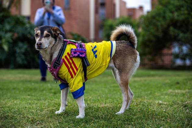 Bogota before World Cup Football Match BOGOTÃ, COLOMBIA JULY 03, 2026: Scene from the streets of Bogota a few hours before the eliminatory World Cup football match: Colombia VS Ghana. Bogota Colombia Copyright: x xAntonioxCasciox xJNAxPressx