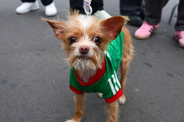 A dog dressed in Mexican colours before the FIFA World Cup, WM, Weltmeisterschaft, Fussball 2026 last 16 match between Mexico and England at the Estadio Azteca, Mexico City, Mexico on 5 July 2026. Copyright: xPeterxDovganx 45230001