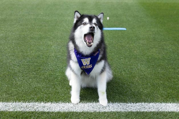 July 4, 2026, Seattle, Washington, USA: University of Washington mascot Husky Dubs performs for the media at the USA national team, Nationalteam Training which took place at University of Washington Soccer Stadium. Seattle USA - ZUMAl181 20260704_zsp_l181_040 Copyright: xMelissaxLevinx
