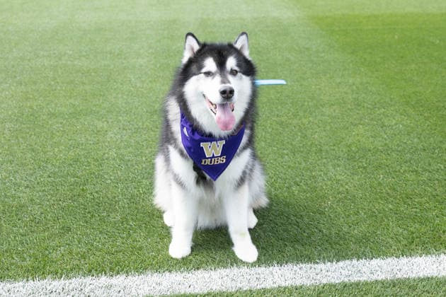 July 4, 2026, Seattle, Washington, USA: University of Washington mascot Husky Dubs performs for the media at the USA national team, Nationalteam Training which took place at University of Washington Soccer Stadium. Seattle USA - ZUMAl181 20260704_zsp_l181_045 Copyright: xMelissaxLevinx