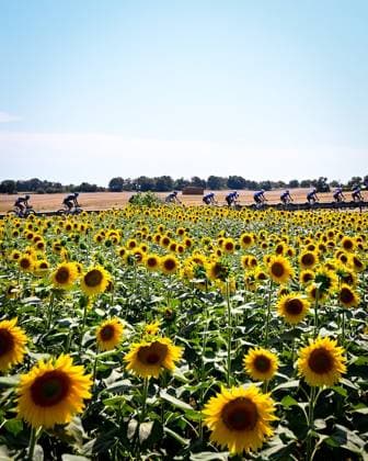 Tour de France 2026 Stage 5 PAU, FRANCE - JULY 08 : General view showing sun flowers during stage 5 of the 113rd edition of Tour de France an UCI World Tour 2.UWT cycling road race stage for Men Elite of 158 km with start in Lannemezan and finish in Pau on July 8, 2026 in Pau, France, 08 07 2026 ( Motordriver Kurt Vandenborre -  Copyright: xTomasxSiskx