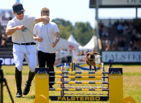 FALSTERBO, SWEDEN 20260712 Shane Sweetnam from Ireland during the rabbit collection at the Falsterbo horse show. FALSTERBO SWEDEN x10600x *** FALSTERBO, SWEDEN July 12, 2026 Shane Sweetnam of Ireland during the rabbit collection at the Falsterbo Horse Show FALSTERBO SWEDEN x10600x  Copyright: xAndreasxHillergren TTx FALSTERBO HORSE SHOW 2026