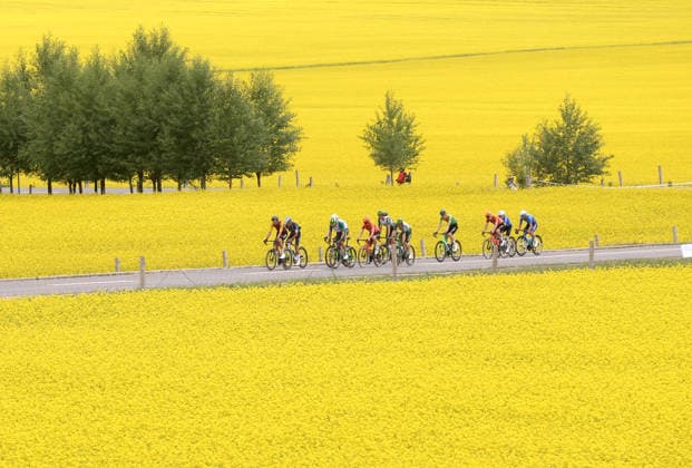 MENYUAN, CHINA - JULY 12: Cyclists ride through a vast field of blooming rapeseed flowers during the 25th Tour of Magnificent Qinghai International Road cycling, Rad, Radsport, Strasse Race on July 12, 2026 in Menyuan, Qinghai Province of China. The second stage of the 25th Tour of Magnificent Qinghai International Road Cycling Race ran from Huangyuan to Menyuan.  Copyright: xChinaxNewsxServicex 111653853649