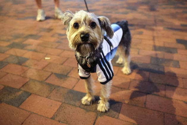 World Cup Fans 14 July 2026, Atlanta - FIFA World Cup, WM, Weltmeisterschaft, Fussball Football - Argentina and England Fans in Atlanta - Pepito the dog in an Argentina jersey - Photo: Charlotte Wilson Offside. Atlanta USA *** WM-Fans 14. Juli 2026, Atlanta FIFA-Fußball-Weltmeisterschaft Fans aus Argentinien und England in Atlanta Pepito, der Hund, im argentinischen Trikot Foto: Charlotte Wilson Offside Atlanta, USA  Copyright: xCharlottexWilsonx xOffsidexOffside