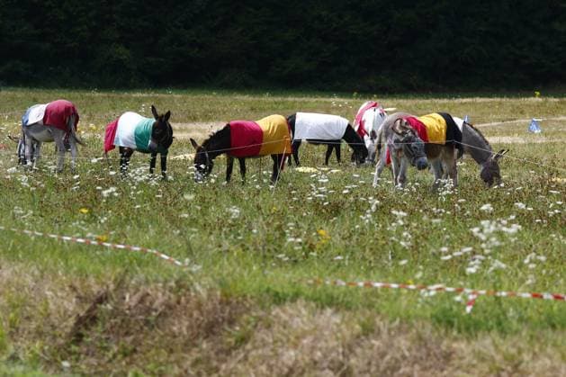 Sport Themen der Woche KW29 Donkeys pictured during stage 13 of the 2026 Tour de France cycling race, a stage of 205km from Dole to Belfort, on Friday 17 July 2026. The 113th edition of the Tour de France starts on Saturday 4 July in Barcelona, Spain, and will finish in Paris, France on the 26th of July. POOLxLUCAxBETTINI  x181334657x