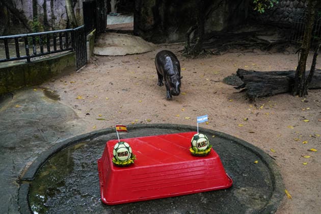 Moo Deng Predicts Winner Of FIFA World Cup, WM, Weltmeisterschaft, Fussball 2026. Hippopotamus Moo Deng eats a watermelon carved into the shape of a soccer ball and decorated with the flags of Spain and Argentina during a prediction event for the FIFA World Cup 2026 at Khao Kheow Open Zoo in Chonburi Province, Thailand. Chonburi Province Chonburi Province Thailand  Copyright: xAnusakxLaowilasx originalFilename:laowilas-notitle260718_npaEp.jpg