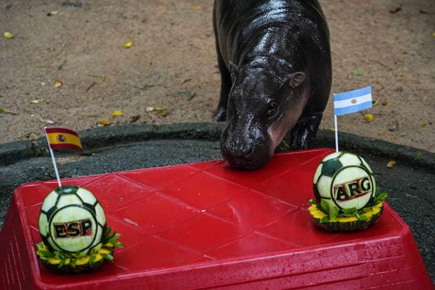 Moo Deng Predicts Winner Of FIFA World Cup, WM, Weltmeisterschaft, Fussball 2026. Hippopotamus Moo Deng eats a watermelon carved into the shape of a soccer ball and decorated with the flags of Spain and Argentina during a prediction event for the FIFA World Cup 2026 at Khao Kheow Open Zoo in Chonburi Province, Thailand. Chonburi Province Chonburi Province Thailand  Copyright: xAnusakxLaowilasx originalFilename:laowilas-notitle260718_npfQP.jpg