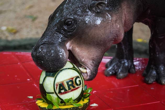 Sport Themen der Woche KW29 Sport Bilder des Tages Moo Deng Predicts Winner Of FIFA World Cup, WM, Weltmeisterschaft, Fussball 2026. Moo Deng, a two-year-old female pygmy hippopotamus, eats one of two soccer ball-shaped carved watermelons decorated with Spain s and Argentina s national flags to predict the winner of the FIFA World Cup 2026 final match between Spain and Argentina, at Khao Kheow Open Zoo in Chonburi province, Thailand. Chonburi Province Chonburi Province Thailand  Copyright: xAnusakxLaowilasx originalFilename:laowilas-notitle260718_npKoL.jpg