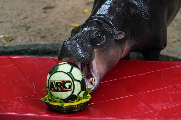 Moo Deng Predicts Winner Of FIFA World Cup, WM, Weltmeisterschaft, Fussball 2026. Moo Deng, a two-year-old female pygmy hippopotamus, eats one of two soccer ball-shaped carved watermelons decorated with Spain s and Argentina s national flags to predict the winner of the FIFA World Cup 2026 final match between Spain and Argentina, at Khao Kheow Open Zoo in Chonburi province, Thailand. Chonburi Province Chonburi Province Thailand  Copyright: xAnusakxLaowilasx originalFilename:laowilas-notitle260718_npWpg.jpg