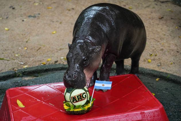 Moo Deng Predicts Winner Of FIFA World Cup, WM, Weltmeisterschaft, Fussball 2026. Moo Deng, a two-year-old female pygmy hippopotamus, eats one of two soccer ball-shaped carved watermelons decorated with Spain s and Argentina s national flags to predict the winner of the FIFA World Cup 2026 final match between Spain and Argentina, at Khao Kheow Open Zoo in Chonburi province, Thailand. Chonburi Province Chonburi Province Thailand  Copyright: xAnusakxLaowilasx originalFilename:laowilas-notitle260718_npXke.jpg