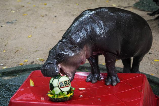 Moo Deng Predicts Winner Of FIFA World Cup, WM, Weltmeisterschaft, Fussball 2026. Moo Deng, a two-year-old female pygmy hippopotamus, eats one of two soccer ball-shaped carved watermelons decorated with Spain s and Argentina s national flags to predict the winner of the FIFA World Cup 2026 final match between Spain and Argentina, at Khao Kheow Open Zoo in Chonburi province, Thailand. Chonburi Province Chonburi Province Thailand  Copyright: xAnusakxLaowilasx originalFilename:laowilas-notitle260718_npwwr.jpg