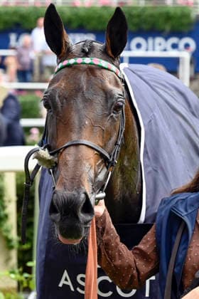 25.07.2026, Ascot, Windsor, GBR - Portrait of Kalpana after winning the King George and Queen Elizabeth Stakes. Ascot racecourse. (Pferd, Kalpana, Portrait, Portraet) 260725C976ASCOT.JPG *** July 25, 2026, Ascot, Windsor, GBR Portrait of Kalpana after winning the King George and Queen Elizabeth Stakes at Ascot Racecourse Horse, Kalpana, Portrait, Portraet 260725C976ASCOT JPG