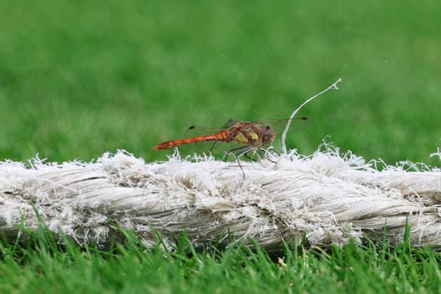 Nottinghamshire County Cricket Club v Leicestershire County Cricket Club, Metro Bank 1 Day Cup A Dragonfly perches on the boundary rope during the Metro Bank 1 Day Cup Group A match between Notts Outlaws and Leicestershire Foxes at Trent Bridge, Nottingham, UK on 28 July 2026. Nottingham Trent Bridge Nottinghamshire UK Editorial use only , Copyright: xJohnxMallettx PSI-24599-0023
