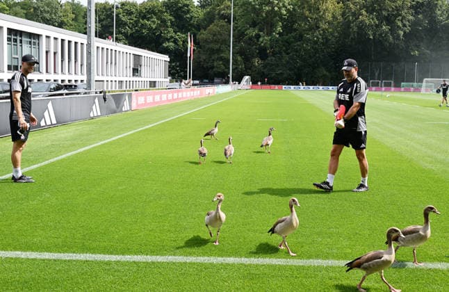 03.08.2026, xophax, Fussball 1.Bundesliga, 1.FC Koeln Training am Geissbockheim des 1.FC Köln. Gänse auf dem Platz 1. Trainer RenÃ Wagner , links und Torwarttrainer Peter Greiber ( beide 1.FC Köln ) . Köln *** August 3, 2026, xophax, Soccer, Bundesliga 1, 1. FC Köln Training at the Geissbockheim of 1. FC Köln Geese on the field 1. Head coach Renà Wagner (left) and goalkeeper coach Peter Greiber, both of 1. FC Köln