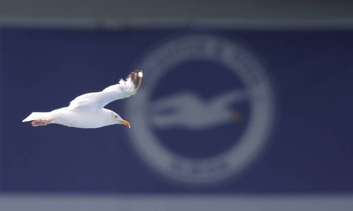 Sport Bilder des Tages #2 Pre Season Friendly - Brighton & Hove Albion v AS Roma BRIGHTON, ENGLAND, AUGUST 8: Seagull flying around the AMEX Community Stadium next to the Brighton & Hove Albion crest during the Pre Season Friendly match between Brighton & Hove Albion v AS Roma at AMEX Community Stadium, Brighton on 8 August. (Photo by Daniel Weir) Brighton AMEX Community Stadium United Kingdom Copyright: xDanielxWeir SportsxPressxPhotox Sportspressphoto_SPR202562
