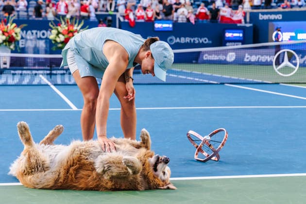 TORONTO, ON - AUGUST 13: Iga Swiatek (POL) gives Elway the dog a belly rub after winning the women s singles final at the WTA, Tennis Damen 1000 National Bank Open on August 13, 2026 at Sobeys Stadium in Toronto, ON (Photo by Mathew Tsang Icon Sportswire) TENNIS: AUG 13 National Bank Open EDITORIAL USE ONLY Icon260813019