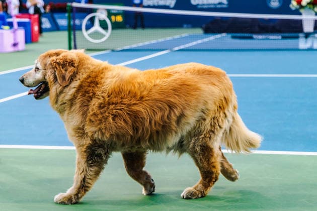 TORONTO, ON - AUGUST 13: Elway the dog is seen after the women s singles final at the WTA, Tennis Damen 1000 National Bank Open on August 13, 2026 at Sobeys Stadium in Toronto, ON (Photo by Mathew Tsang Icon Sportswire) TENNIS: AUG 13 National Bank Open EDITORIAL USE ONLY Icon260813023