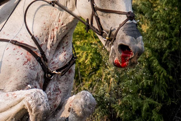 260815 Horse Rocket Man with blood on the mule during the Eventing Cross-Country during day 5 of the 2026 FEI World Championships on August 15, 2026 in Aachen. Photo: Emma Wallskog BILDBYRAN kod EW EW0685 ridsport equestrian rid-vm 2026 2026 fei world championships bbeng ridsport-vm fälttävlan eventing terrängritt terräng skada blod genre blood *** 260815 Horse Rocket Man with blood on the mule during the Eventing Cross Country on Day 5 of the 2026 FEI World Championships on August 15, 2026 in Aachen. Photo by Emma Wallskog. BILDBYRAN code EW EW0685 equestrian sports riding 2026 World Championships 2026 FEI World Championships bbeng equestrian sports World Championships eventing cross-country riding cross-country injury blood genre blood  Copyright: EMMAxWALLSKOG BB260815EW004