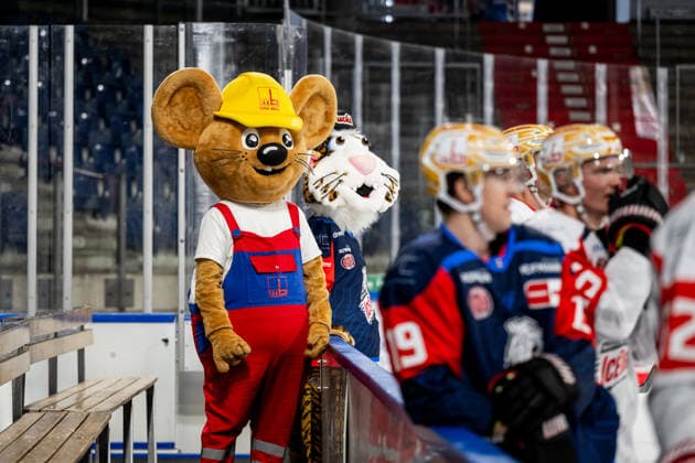 16.08.2026 - Eishockey - Saison 2026 2027 - Penny DEL - Public Practice der Nürnberg Ice Tigers Icetigers - ThHa - xthxhax - Maxmaus (Maskottchen, Firma Max Bögl ) mit Pucki (Maskottchen, Nürnberg Ice Tigers, NIT ) neben dem Eis *** August 16, 2026, 2026–2027 Ice Hockey Season, Penny DEL, Nuremberg Ice Tigers Public Practice, Icetigers ThHa xthxhax, Maxmaus mascot, Max Bögl company with Pucki mascot, Nuremberg Ice Tigers (NIT) off the ice