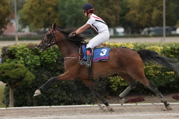 Ein Jockey in weißer Ausrüstung reitet Startnummer 3 in vollem Galopp über die Sandbahn in Mariendorf. Das braune Pferd wirft beim Abgalopp Sand auf, im Hintergrund sind Hecken und Bäume zu sehen. Jockey auf Pferd 3 im Galopp auf der Rennbahn Berlin Mariendorf *** A jockey in white riding gear rides horse No. 3 at full gallop across the sand track in Mariendorf. The brown horse kicks up sand as it gallops; hedges and trees are visible in the background. Jockey on horse No. 3 galloping on the Berlin Mariendorf racetrack Copyright: xspeedshotx
