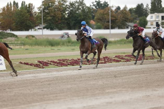Drei Jockeys auf Vollblutpferden liefern sich ein Rennen auf der Sandbahn in Mariendorf, Berlin. Das führende Pferd mit Jockey in blau-weißer Silks liegt deutlich vor den Verfolgern. Galopprennen auf der Rennbahn Berlin Mariendorf *** Three jockeys on thoroughbreds are racing on the dirt track in Mariendorf, Berlin. The leading horse, ridden by a jockey in blue-and-white silks, is well ahead of the field. Horse race at the Berlin Mariendorf Racetrack Copyright: xspeedshotx