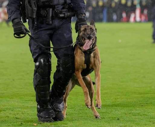 Im Bild: Ausschreitungen der Fanlager, die Polizei muss eingreifen und das Feld stuermen, unteranderem mit Polizeihunden. 21.08.2026, SV Waldhof Mannheim 07 - 1. FC Kaiserslautern, DFB-Pokal, 1. Runde, Deutschland, Mannheim, Carl-Benz-Stadion, DFL REGULATIONS PROHIBIT ANY USE OF PHOTOGRAPHS AS IMAGE SEQUENCES AND OR QUASI-VIDEO. *** The photo shows riots among the fan groups; the police are forced to intervene and storm the field, using police dogs, among other measures. August 21, 2026, SV Waldhof Mannheim 07 vs. 1 FC Kaiserslautern, DFB Cup, First Round, Germany, Mannheim, Carl Benz Stadium, DFL REGULATIONS PROHIBIT ANY USE OF PHOTOGRAPHS AS IMAGE SEQUENCES AND OR QUASI-VIDEO Copyright: HMBxMedia xJulienxBecker