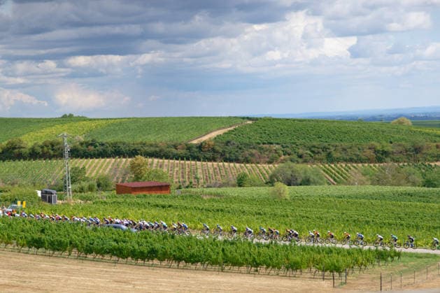 Das Peloton verlässt Herxheim vorbei an Weinreben *** The peloton leaves Herxheim, passing vineyards