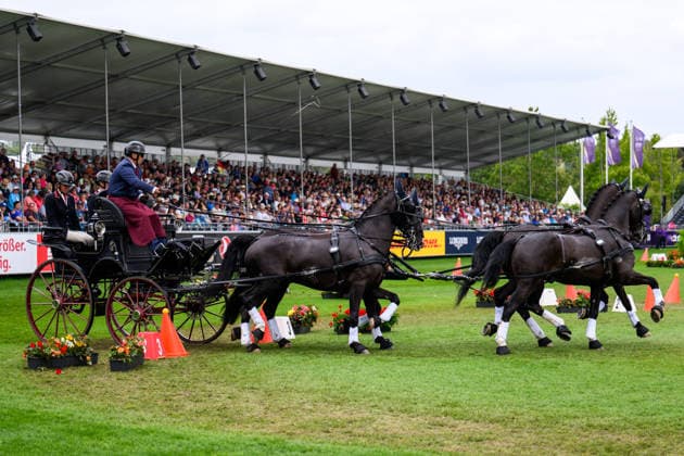 260823 Fredrik Persson of Sweden with horses Fasco, Kaptain, Judson and Kermit compete in the Four-in-Hand cones during day 13 of the 2026 FEI World Championships on August 23, 2026 in Aachen. Photo: Emma Wallskog BILDBYRAN kod EW EW0700 fyrspann, drivning, körning, koner, precision *** 260823 Fredrik Persson of Sweden, with his horses Fasco, Kaptain, Judson, and Kermit, competes in the Four-in-Hand cones on Day 13 of the 2026 FEI World Championships on August 23, 2026 in Aachen. Photo by Emma Wallskog. BILDBYRAN code EW EW0700: four-in-hand, driving, cones, precision  Copyright: EMMAxWALLSKOG BB260823EW015
