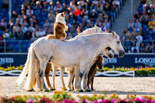Impressionen der Abschlussfeier FEI World Championship, WM, Weltmeisterschaft Aachen 2026, Closing Ceremony, Abschlussfeier, 23.08.2026 FEI World Championship Aachen 2026, Closing Ceremony, Abschlussfeier, 23.08.2026 Aachen *** Highlights from the Closing Ceremony of the 2026 FEI World Championships in Aachen, Closing Ceremony, August 23, 2026, 2026 FEI World Championships in Aachen, Closing Ceremony, August 23, 2026, Aachen Copyright: xEibner-Pressefoto J.xDerondeaux EP_JDU