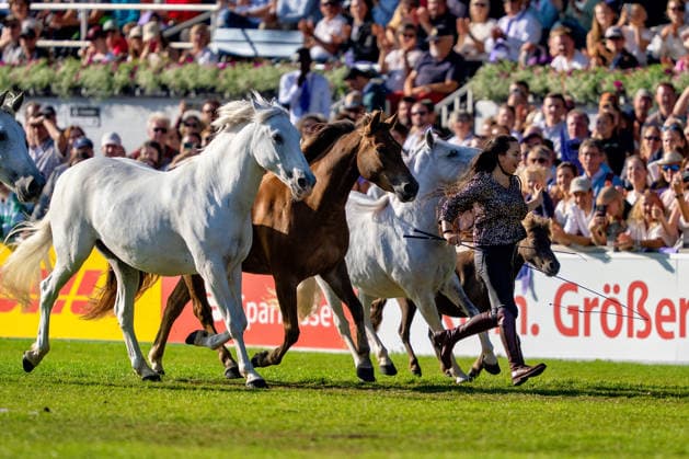 Impressionen der Abschlussfeier FEI World Championship, WM, Weltmeisterschaft Aachen 2026, Closing Ceremony, Abschlussfeier, 23.08.2026 FEI World Championship Aachen 2026, Closing Ceremony, Abschlussfeier, 23.08.2026 Aachen *** Highlights from the Closing Ceremony of the 2026 FEI World Championships in Aachen, Closing Ceremony, August 23, 2026, 2026 FEI World Championships in Aachen, Closing Ceremony, August 23, 2026, Aachen Copyright: xEibner-Pressefoto J.xDerondeaux EP_JDU