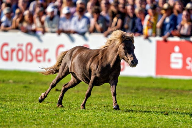 Impressionen der Abschlussfeier FEI World Championship, WM, Weltmeisterschaft Aachen 2026, Closing Ceremony, Abschlussfeier, 23.08.2026 FEI World Championship Aachen 2026, Closing Ceremony, Abschlussfeier, 23.08.2026 Aachen *** Highlights from the Closing Ceremony of the 2026 FEI World Championships in Aachen, Closing Ceremony, August 23, 2026, 2026 FEI World Championships in Aachen, Closing Ceremony, August 23, 2026, Aachen Copyright: xEibner-Pressefoto J.xDerondeaux EP_JDU