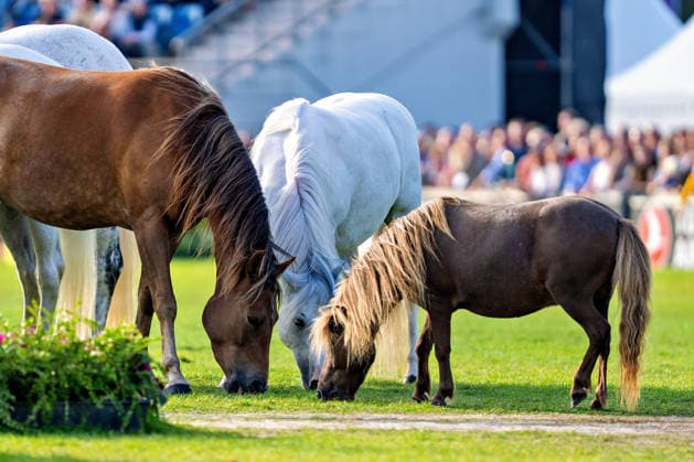 Impressionen der Abschlussfeier FEI World Championship, WM, Weltmeisterschaft Aachen 2026, Closing Ceremony, Abschlussfeier, 23.08.2026 FEI World Championship Aachen 2026, Closing Ceremony, Abschlussfeier, 23.08.2026 Aachen *** Highlights from the Closing Ceremony of the 2026 FEI World Championships in Aachen, Closing Ceremony, August 23, 2026, 2026 FEI World Championships in Aachen, Closing Ceremony, August 23, 2026, Aachen Copyright: xEibner-Pressefoto J.xDerondeaux EP_JDU
