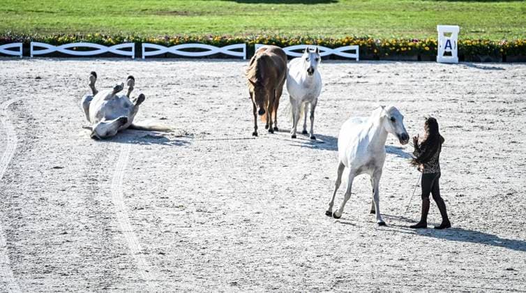 FEI World Championships Aachen 2026. Reit WM in Aachen im Allianz Park (Austragungsort der FEI World Championships) ** NUR FÜR REDAKTIONELLE ZWECKE ** EDITORIAL USE ONLY **<p>Feierliche Abschlussveranstaltung im Hauptstadion am Sonntag, dem 23 08 2026. In diesem Jahr wird in Aachen die Reit WM ausgerichtet. FEI World Championships Aachen 2026. Reit WM in Aachen im Allianz Park (Austragungsort der FEI World Championships) Deutschland NRW Essen Copyright: KerstinxKokoska *** FEI World Championships Aachen 2026 Equestrian World Championships in Aachen at Allianz Park, venue of the FEI World Championships ** FOR EDITORIAL PURPOSES ONLY ** EDITORIAL USE ONLY ** p Closing ceremony at the main stadium on Sunday, August 23, 2026 This year, Aachen will host the World Equestrian Championships FEI World Championships Aachen 2026 World Equestrian Championships in Aachen at Allianz Park Venue of the FEI World Championships Germany North Rhine-Westphalia Essen Copyright KerstinxKokoska Copyright: KerstinxKokoska doc87ac4kuasg61iz4pcmf1 ,EDITORIAL USE ONLY
