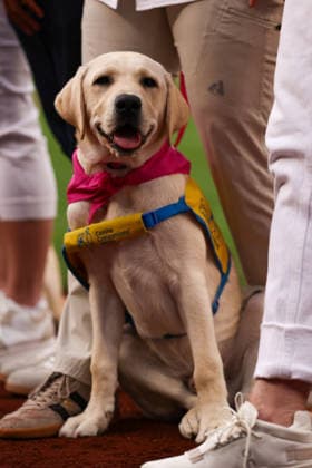August 25, 2026, Washington D.C, District Of Columbia, United States: Washington, DC; Natty, the official dog of the Washington Nationals sits before the Major League Baseball game between the Washington Nationals and the Colorado Rockies at Nationals Park on Tuesday, August 25, 2026. The Rockies beat the Nationals 3-1. MLB, Baseball Herren, USA Colorado Rockies 3:1 Washington Nationals  - ZUMAp258 20260825_znp_p258_003 Copyright: xStevexPrakopex