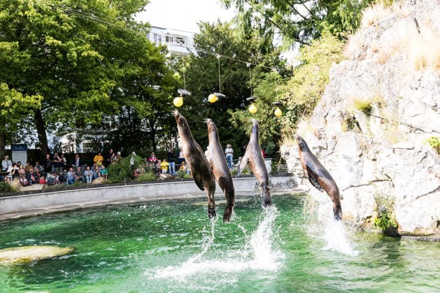 FC Köln Zootag; 01.09.2026 KÖLN, DEUTSCHLAND - SEPTEMBER 01: Die Seelöwen springen während der Show Fütterung in Richtung einer Kette mit Bällen während dem FC Zootag am 01. September 2026 im Kölner Zoo, Köln. *** FC Cologne Zoo Day, September 1, 2026, Cologne, Germany. On September 1, 2026, during the FC Cologne Zoo Day at the Cologne Zoo, sea lions jump toward a chain of balls during the feeding show, Cologne Copyright: xBEAUTIFULxSPORTS Wunderlx