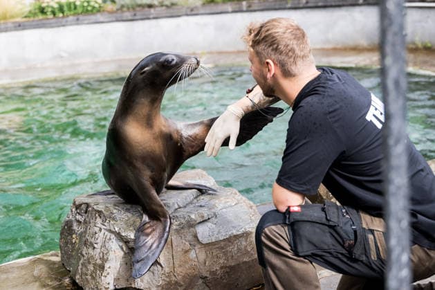 FC Köln Zootag; 01.09.2026 KÖLN, DEUTSCHLAND - SEPTEMBER 01: Zoopfleger Tim bei der Seelöwen Show während dem FC Zootag am 01. September 2026 im Kölner Zoo, Köln. *** FC Cologne Zoo Day, September 1, 2026, Cologne, Germany September 1: Zookeeper Tim at the sea lion show during FC Cologne Zoo Day on September 1, 2026, at the Cologne Zoo, Cologne Copyright: xBEAUTIFULxSPORTS Wunderlx