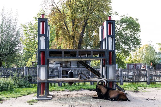 FC Köln Zootag; 01.09.2026 KÖLN, DEUTSCHLAND - SEPTEMBER 01: Geissbock Hennes IX. vor seinem Müngersdorfer Stadion während dem FC Zootag am 01. September 2026 im Kölner Zoo, Köln. *** FC Cologne Zoo Day, September 1, 2026, Cologne, Germany: Hennes IX the billy goat in front of the Müngersdorf Stadium during the FC Cologne Zoo Day on September 1, 2026, at the Cologne Zoo, Cologne Copyright: xBEAUTIFULxSPORTS Wunderlx